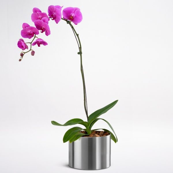 Phalaenopsis Orchid Purple   Flower Delivery UAE