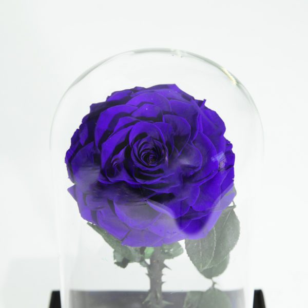 Single Blue Forever Rose - JuneFlowers