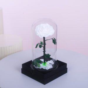 Single White Forever Rose