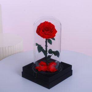 A preserved red rose in a glass dome, sitting on a black gift box. The dome contains a few smaller red rose petals at the bottom