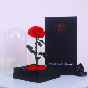 A preserved red rose in a glass dome, sitting on a black gift box. The dome contains a few smaller red rose petals at the bottom. The text "Preserved Flower" is displayed on the gift box.