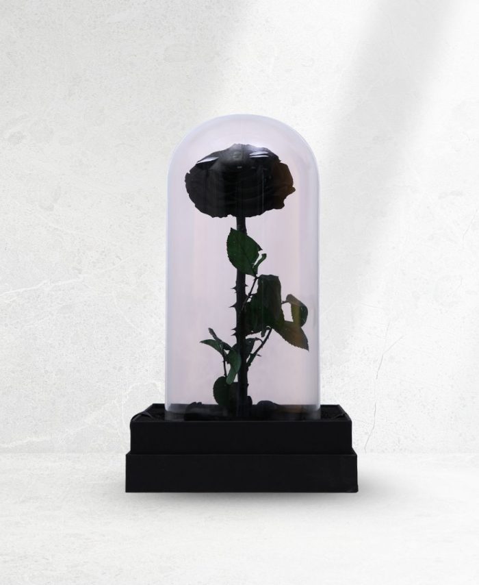 Black Single Forever Rose